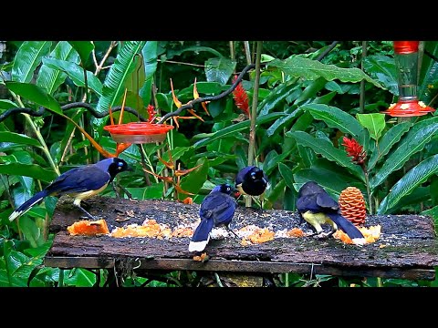 Five Black-chested Jays Share The Panama Fruit Feeder – Sept. 5, 2020