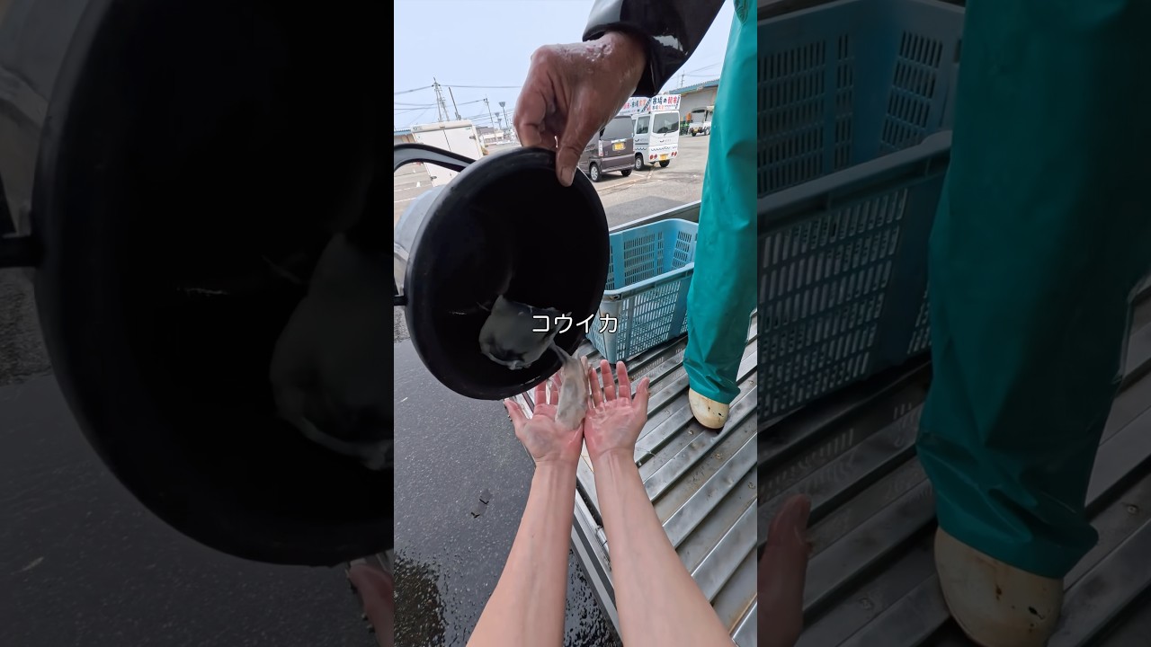 魚屋が見てる世界 -漁師さんがイカくれた-
