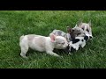 French Bulldog dogs for sale: Amelia (Merle & White) 💙🤍 - Video 1