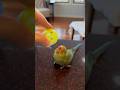 Crazy attack bird! 🦜 #funnyanimals #talkingbird #babyanimals #baby #attack