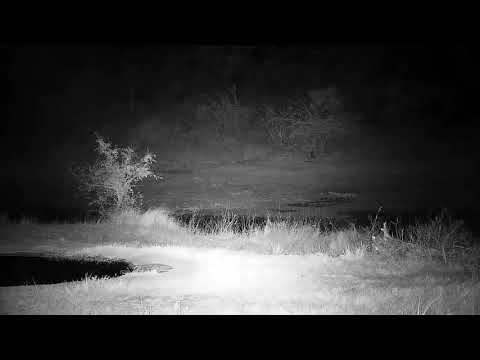 Djuma: Hippo returns from out grazing - 02:06 - 07/22/21