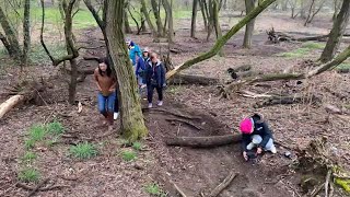 Hundreds of trees vandalized in Queens park: police