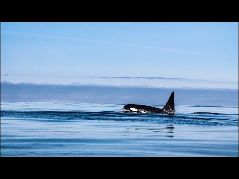 Peder B. Helland - Wonder