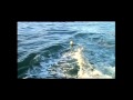 Fat Freddy's Drop - Pull The Catch