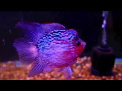 HQ SB KAMFA FADER 4 inch 29/11/2014