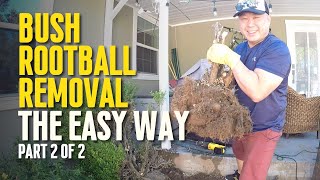 How to Remove a Bush Root Ball Easily (IN UNDER 15 MINUTES) | How to Remove Bushes From Yard