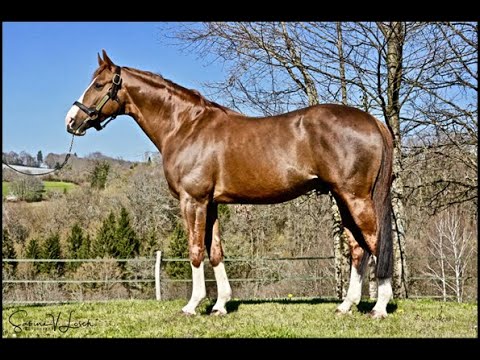 HILAL AL ZAMAN,  PASO (DE COSTADO 1)