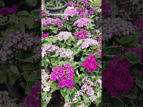 #beautiful #flowers from #pelling #sikkim #april #2025 (vc:kitu)(11/april/25)#travel #shortvideo