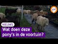De 14 pony's die in de wijk aan de wandel waren