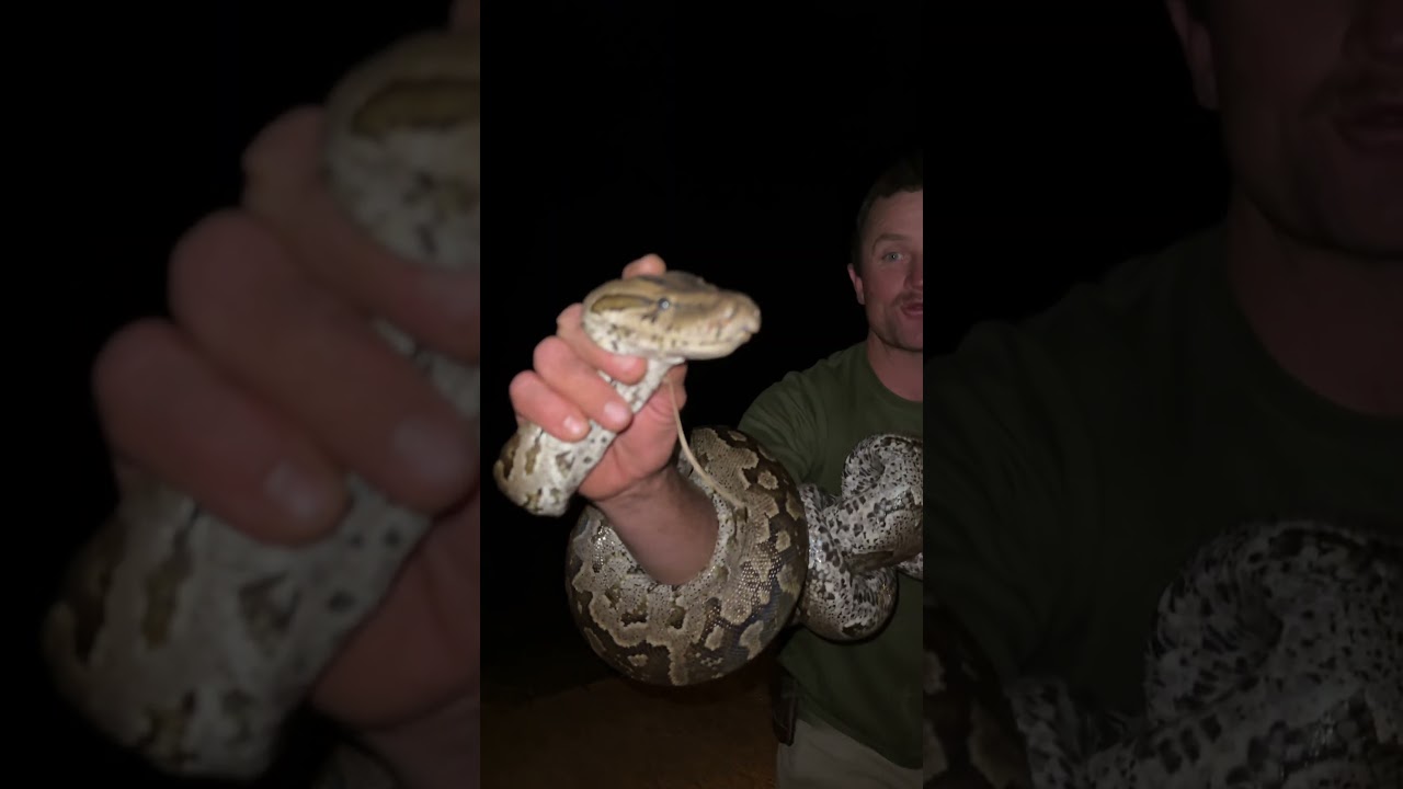 This is an African Rock Python - a very successful predator in the African bush! 🐍🙌🏻