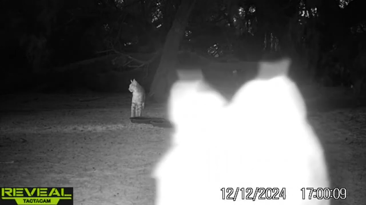 S2E38: Bobcat mom and her kitten check in on the water station cameras on a late fall evening