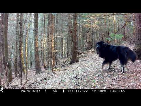 Sarplaninac livestock guardian dog situational awareness, 6 hours after wolf passes same camera.