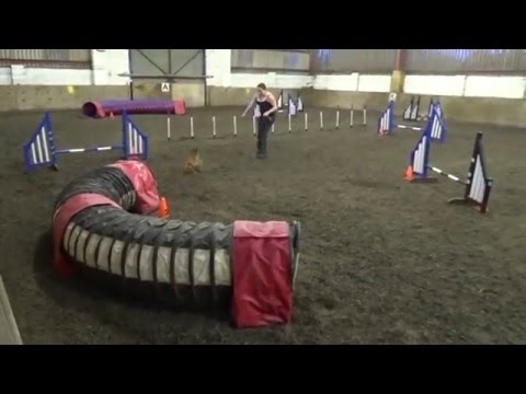 Pipkin's best agility run yet!