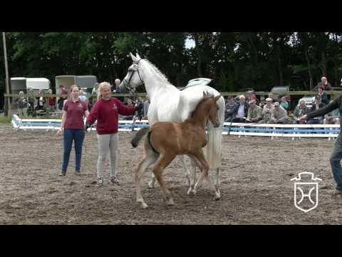 SL083 Stutfohlen von Chin Champ - Cassini I - Carthago