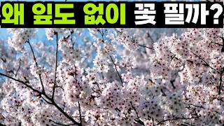 무직에 풀대출, 벚꽃의 위험한 도박