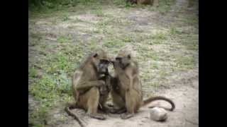 preview picture of video 'Baboons grooming and mating'