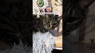 何回呼んでもちゃんとお返事してくれる猫