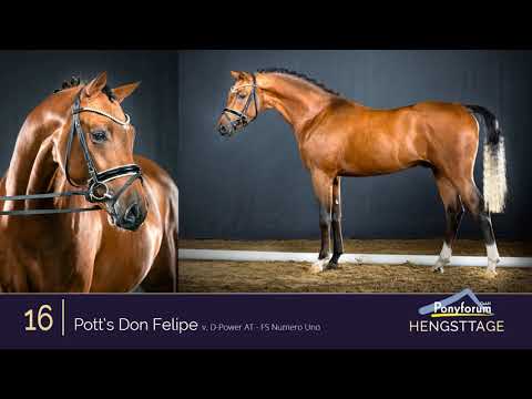 Ponyforum Hengsttage Nr. 16 POTT´S DON FELIPE * 2018 v. D-Power AT