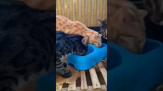 Download lagu Lots of crossbred Jungle Cats here #gamugm3545 mp3 Download lagu Lots of crossbred Jungle Cats here #gamugm3545 mp3