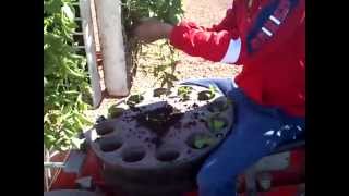 preview picture of video 'Plantación de Pimientos en San Cristobal de Entreviñas'
