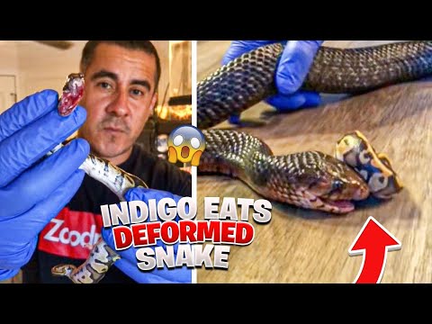 Black Eastern Indigo Eats Deformed Ball python!