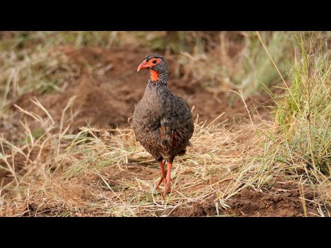 Red-necked Francolin in Kenya — Maasai Mara