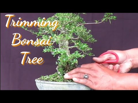 , title : 'Trimming Bonsai Tree'