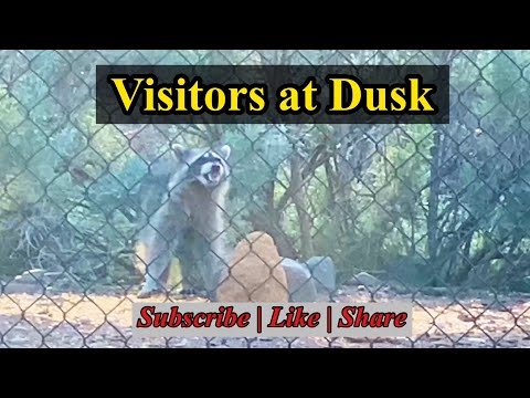 Lots of Visitors at Dusk!