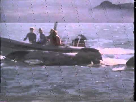 Free Willy 3 - The Rescue (1997) Teaser (VHS Capture)