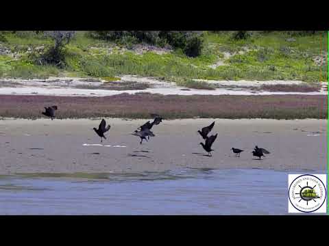 Sundays river birding -