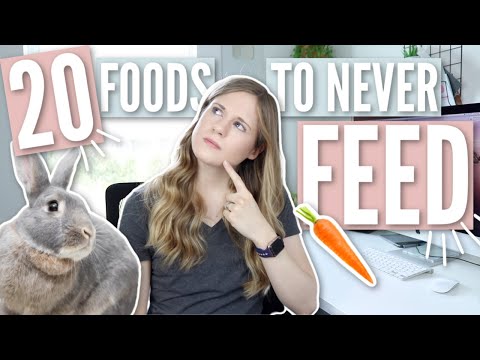 YouTube video about: Can hamster eat rabbit food?