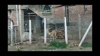 Bahçede Beslenen 15 Köpek Sokak Sakinlerini Rahatsız Etti