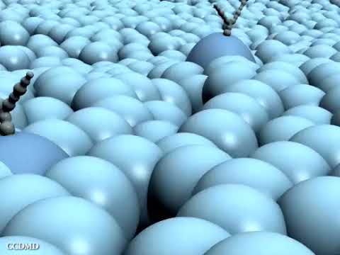 La membrane plasmique: une mosaïque Fluide