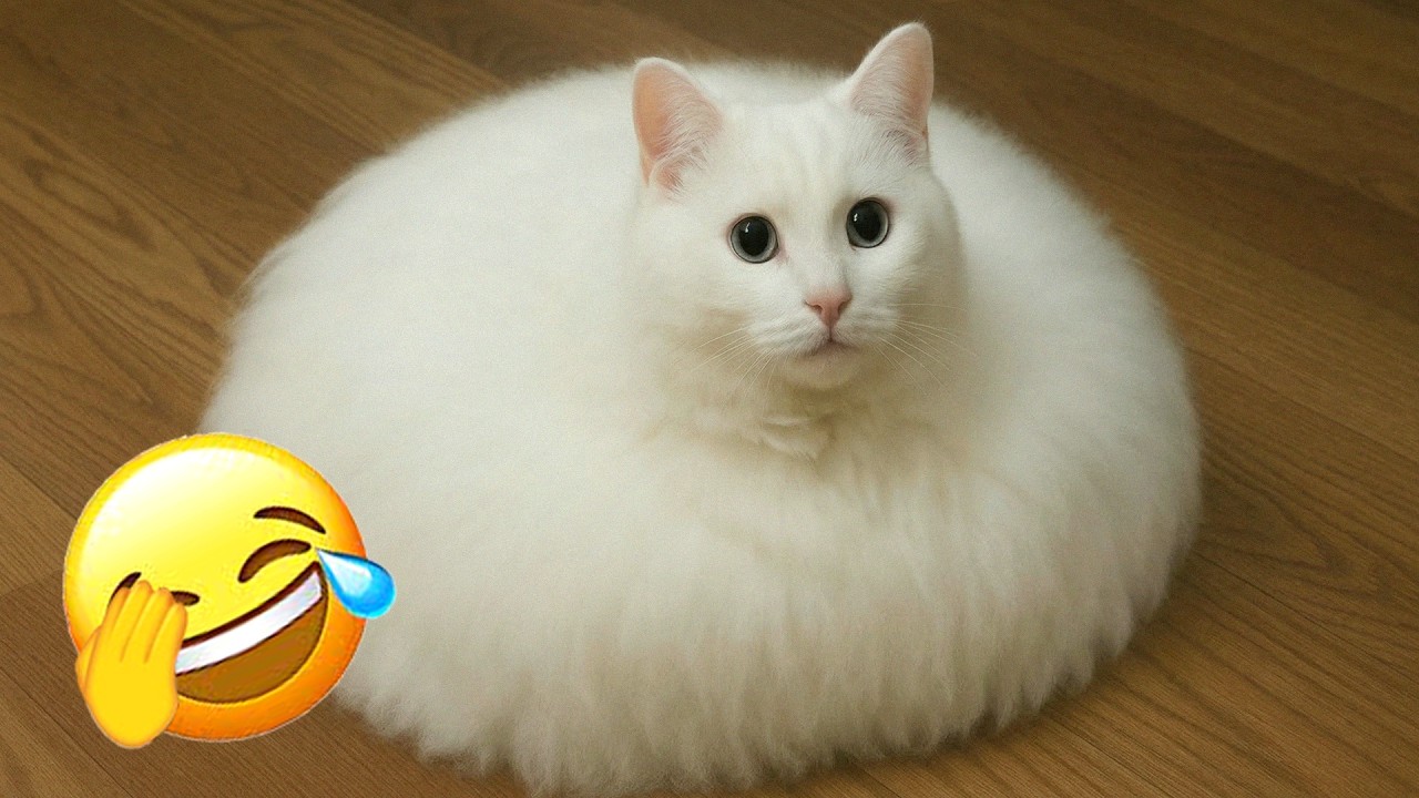 Hilarious Cats 🎭 Fluffy White Cat Looks Like A Cloud | Cute Pet Moments
