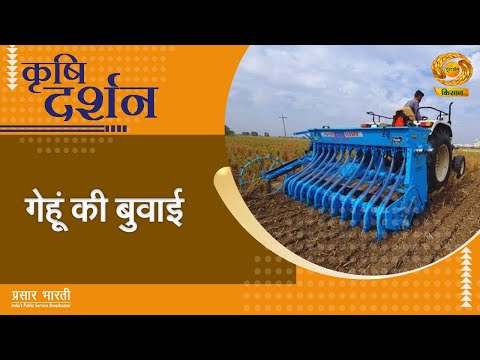 MP Rabi 2026: Gram (Chana) & Mustard Sowing Guidelines by RVSKVV with 50% Certified Seed Subsidy