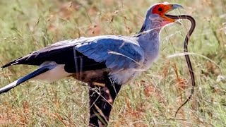 Terrível: A Ave Que Enfrenta Cobras Venenosas na África! O Incrível Caçador da Savana!