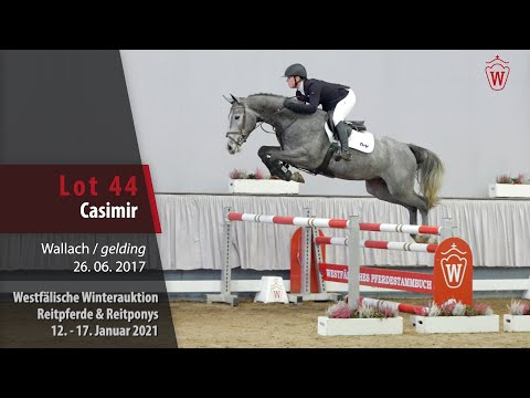 Winterauktion Reitpferde & Reitponys Lot 44 Casimir Wallach v. Congress -   Cayetano L