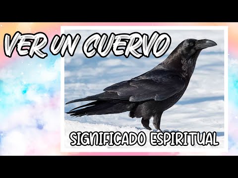 ¿Cuál es el SIGNIFICADO espiritual de VER CUERVOS? 5 Supersticiones