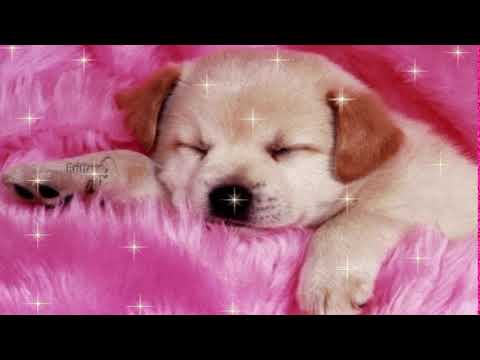 how to dress as human - laura les