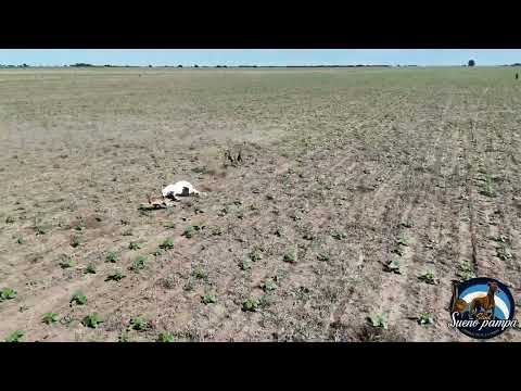 Galgos de campo. Galgos filmados con drone 2025.