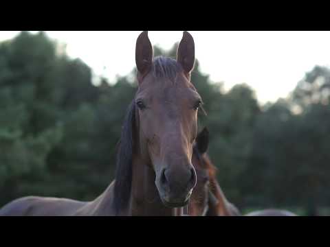 European Jockeys' Cup 2017 - [Official Teaser]