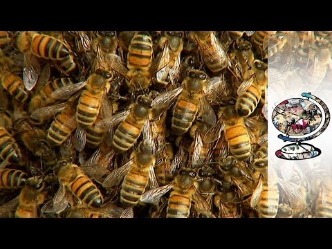 Tackling The Global Honey Bee Crisis