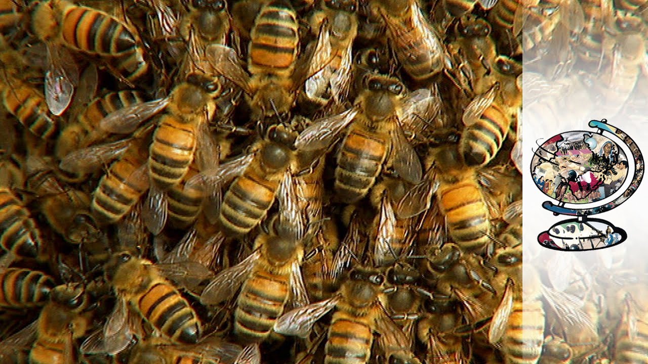 Tackling The Global Honey Bee Crisis