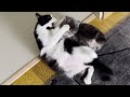 Cat Fight