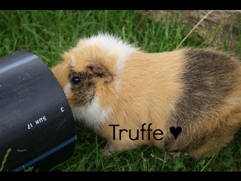 comment nettoyer truffe