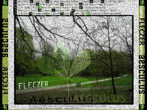 Fleczer - Smykałka (Aesculus)
