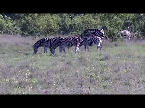 Djuma: Zebras, Impalas, Waterbuck males and Wildebeest bull - 15:26 - 11/16/2022