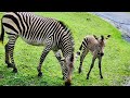 New Baby Zebra Disney Animal Kingdom 6 14 Kilimanjaro Safari Ride 4K Super Close Zebra Giraffe