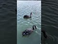 Black Swan #swan #beauty #birds #water #swimming #nature #birdslover #birdsounds #blackswan #feather