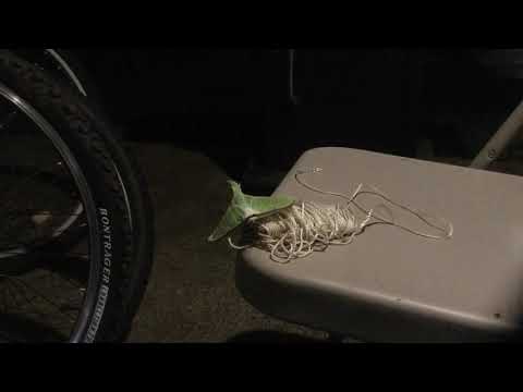 Lunar moths first flight